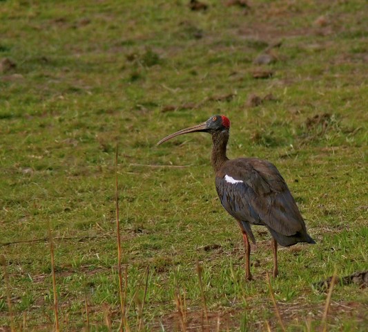 Black-ibis-bhan-1.jpg