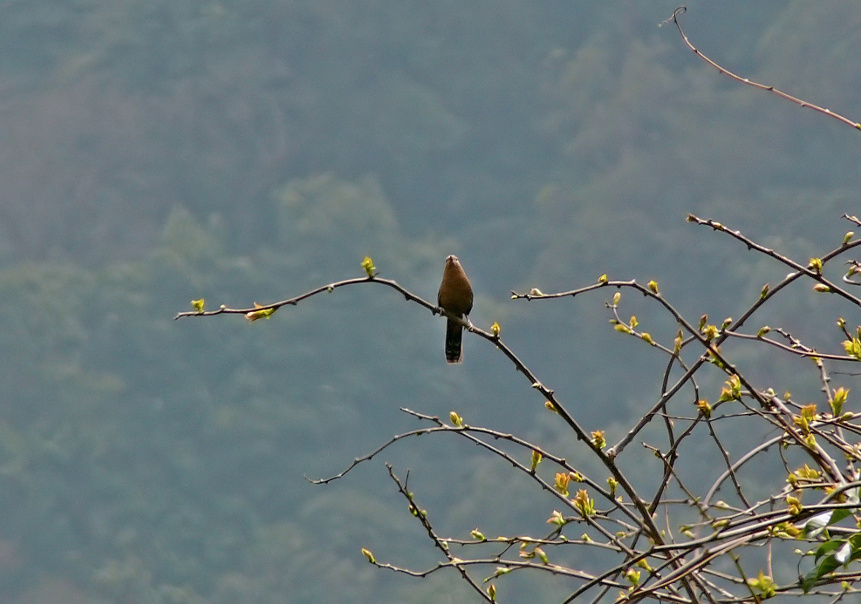 Bhutan-laughingthrush-2.jpg