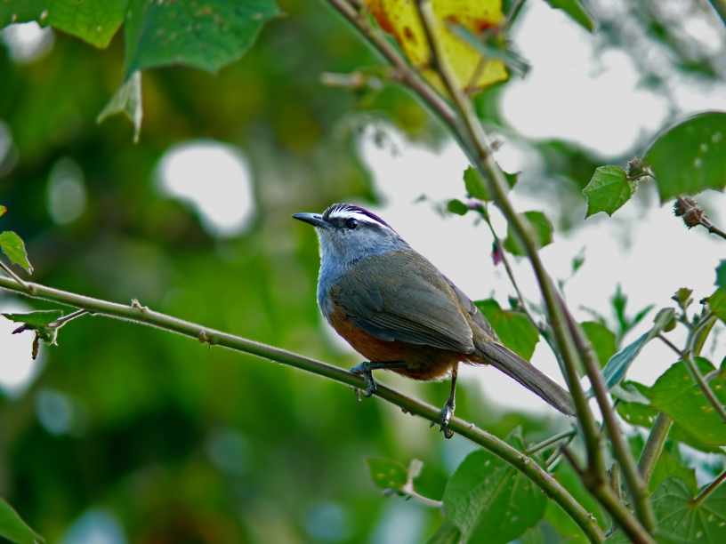 Kerala-laughingthrush-2.jpg