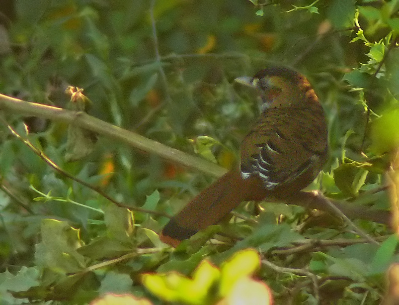 Rufous-chinned-laughingthrush.jpg