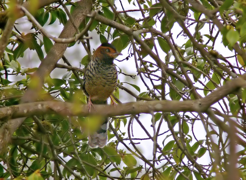 Spotted-laughingthrush.jpg