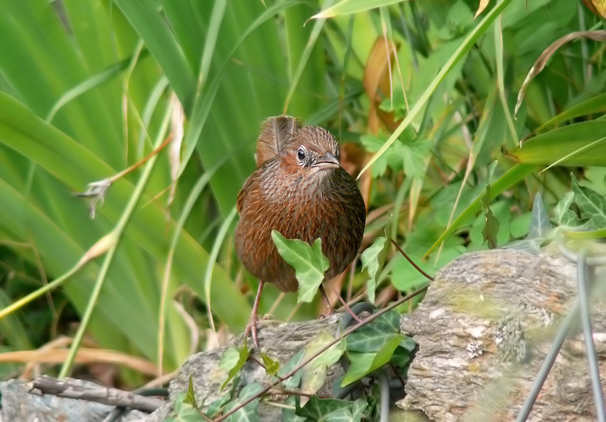 Streaked-laughingthrush-2.jpg