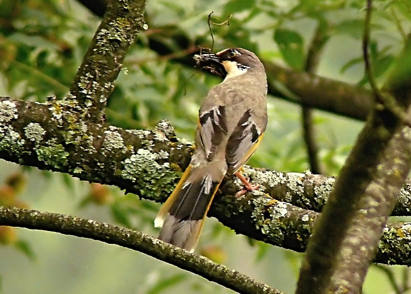 Variegated-laughingthrush.JPG