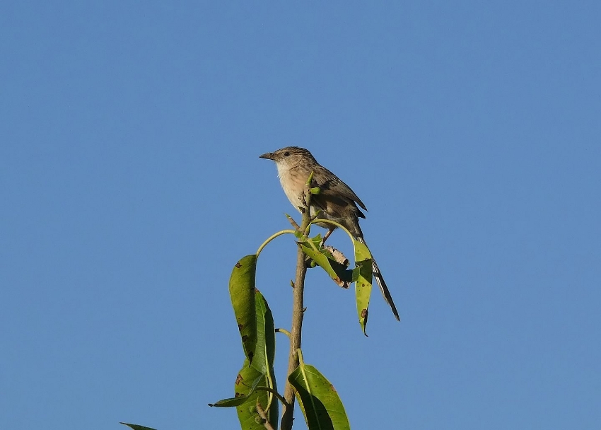 Common-babbler.jpg