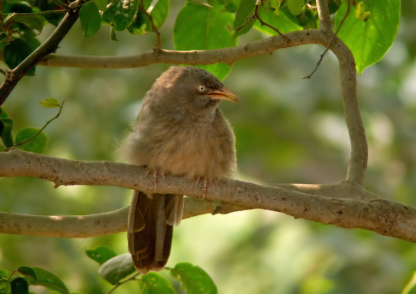 Jungle-babbler-1.jpg