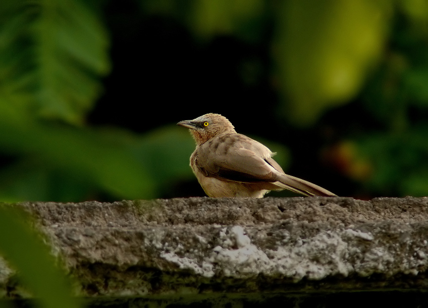 Large-grey-babbler.jpg