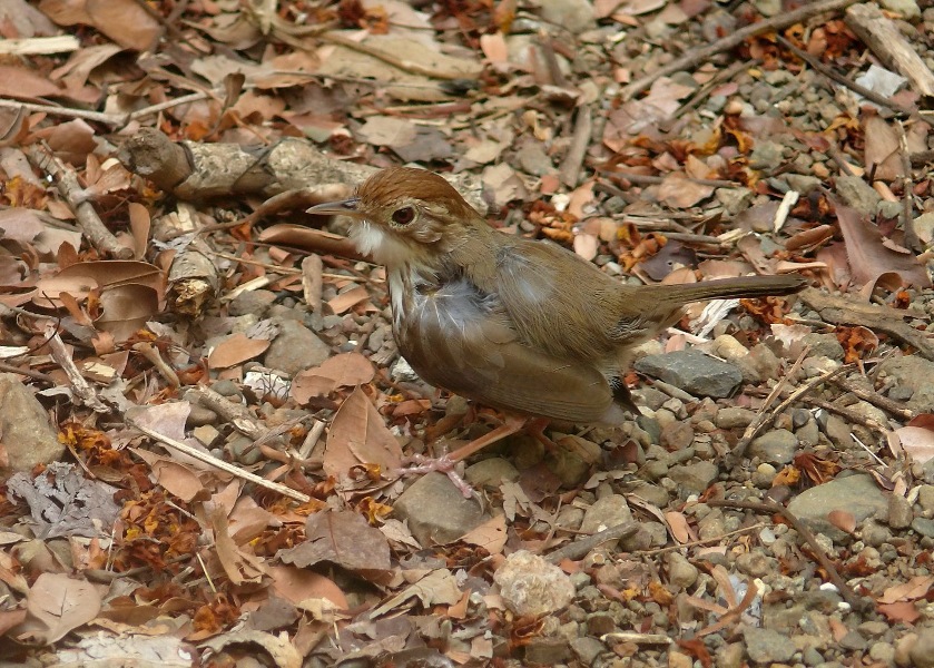 Puff-throated-babbler-2.jpg