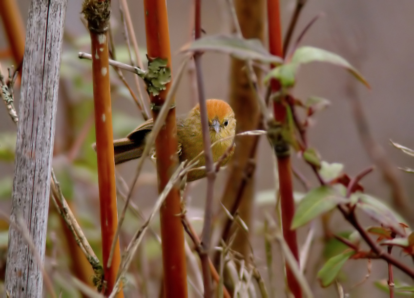 Rufous-capped-babbler.jpg