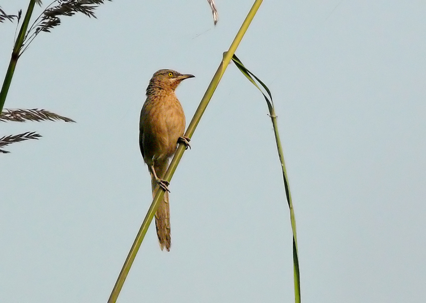 Striated-babbler-2.jpg