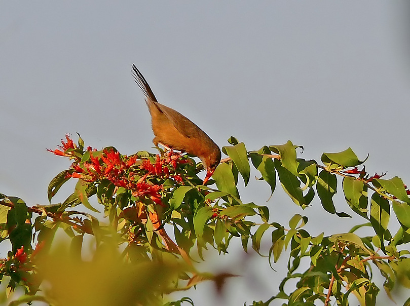 Tawny-bellied-babbler-1.jpg