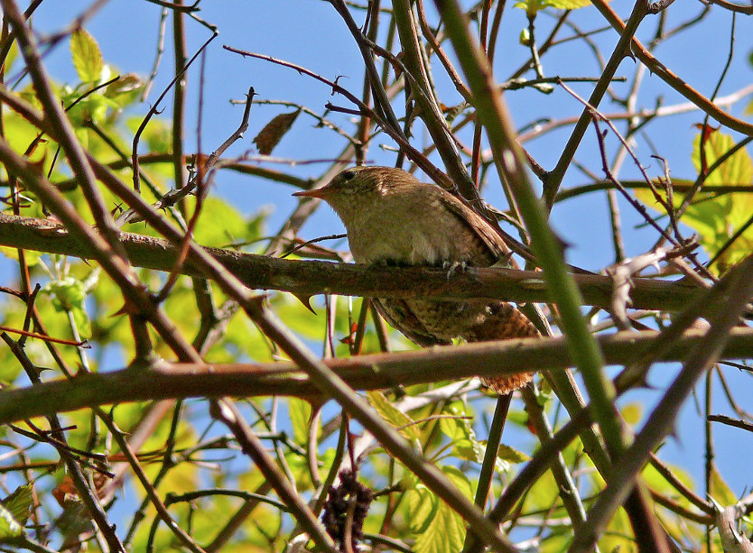 Winter-wren-2.jpg