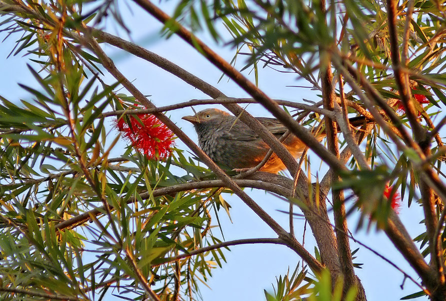 Yellow-billed-babbler-2.jpg