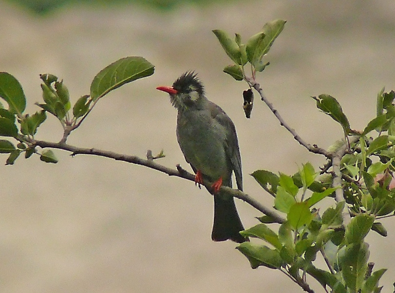 Black-bulbul-1.JPG