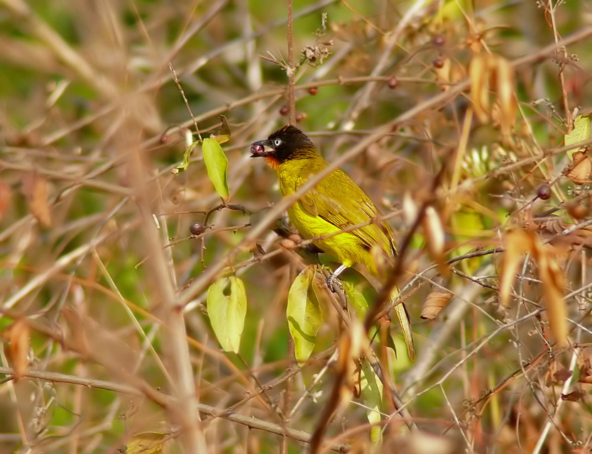 Flame-throated-bulbul-2.jpg