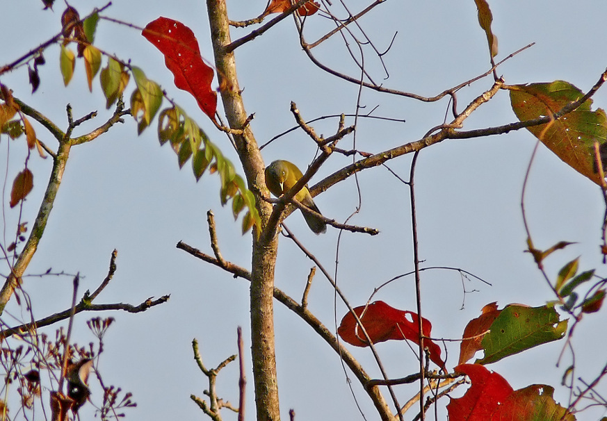 Grey-headed-bulbul.jpg