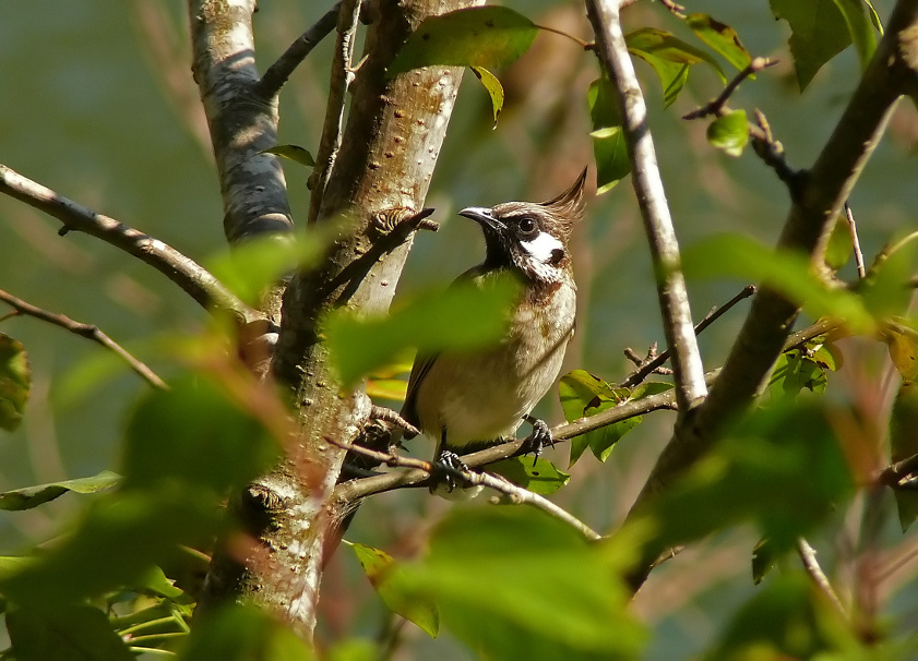 Himalayan-bulbul-1.jpg