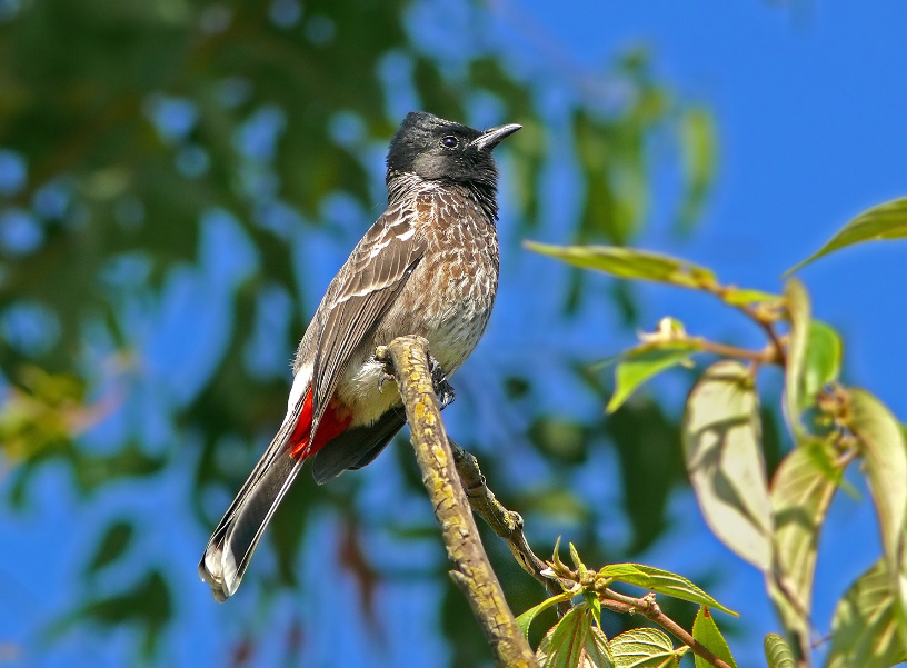 Red-vented-bulbul-1.jpg