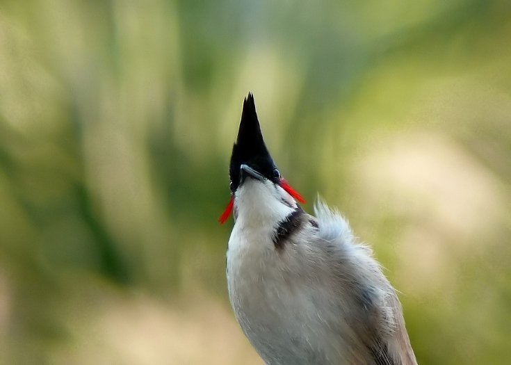 Red-whiskered-bulbul-2.jpg