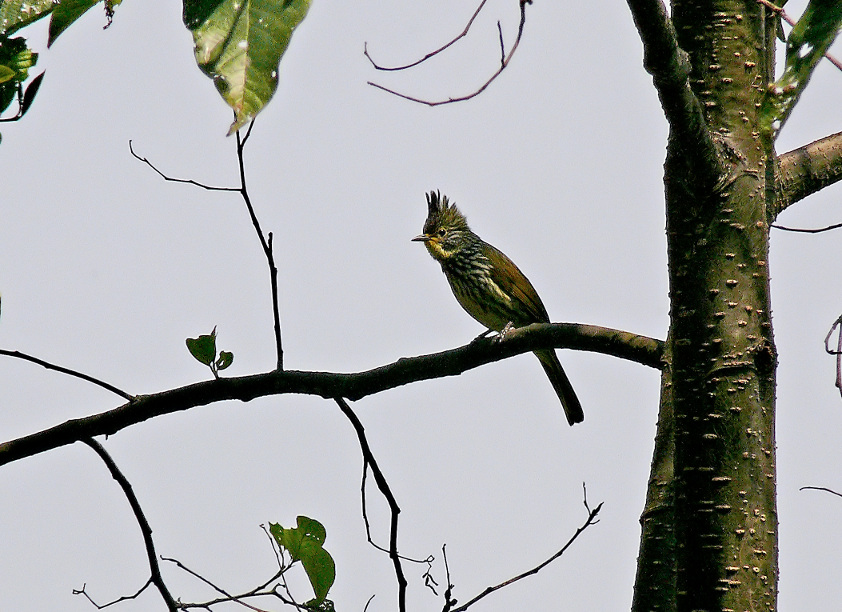 Striated-bulbul.jpg