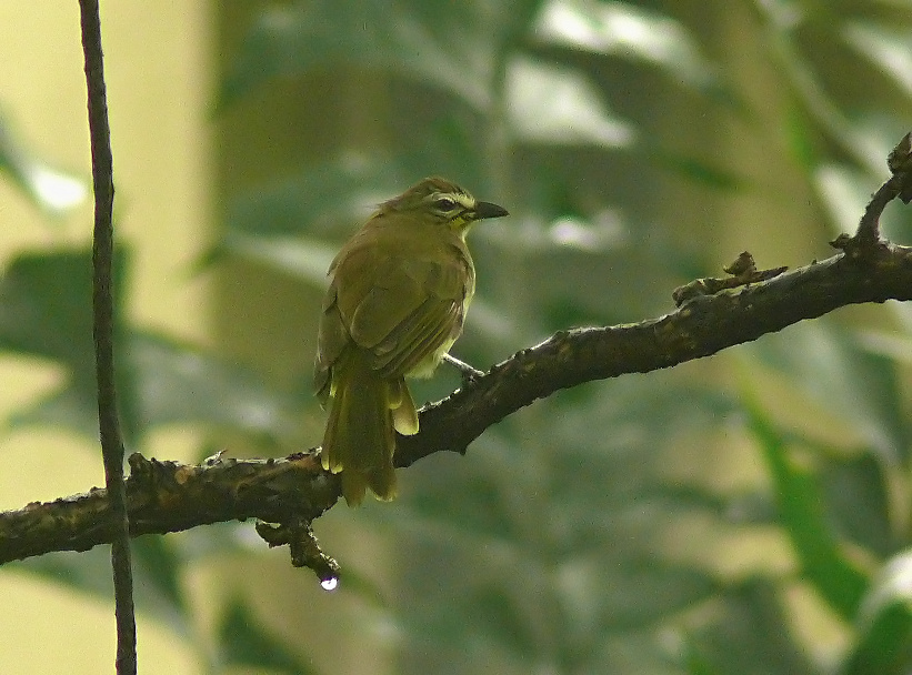 White-browed-bulbul-2.JPG