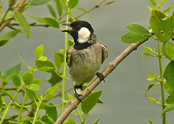 White-eared-bulbul-2.JPG