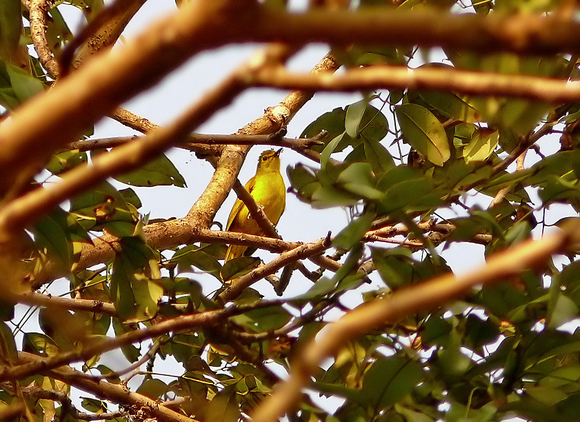 Yellow-browed-bulbul.jpg