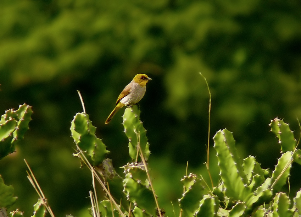 Yellow-throated-bulbul-1.jpg