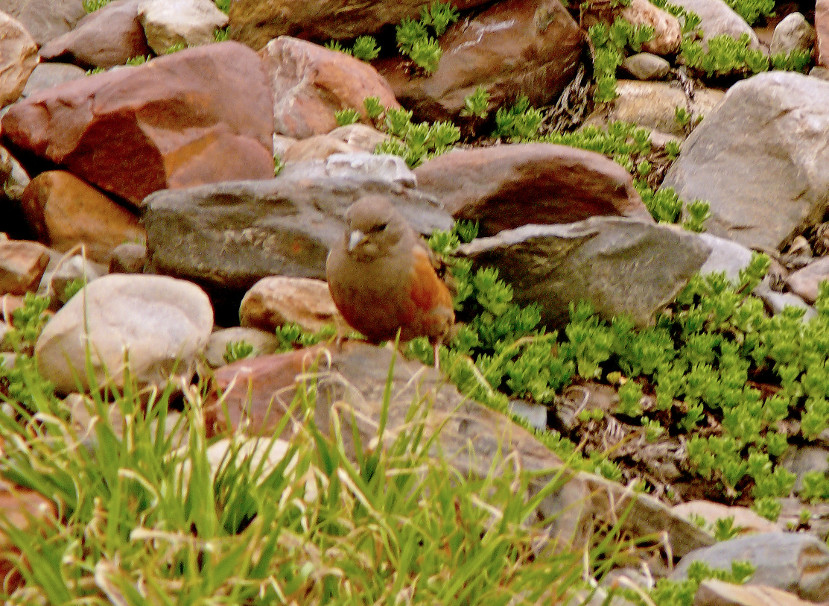 Alpine-accentor-3.jpg