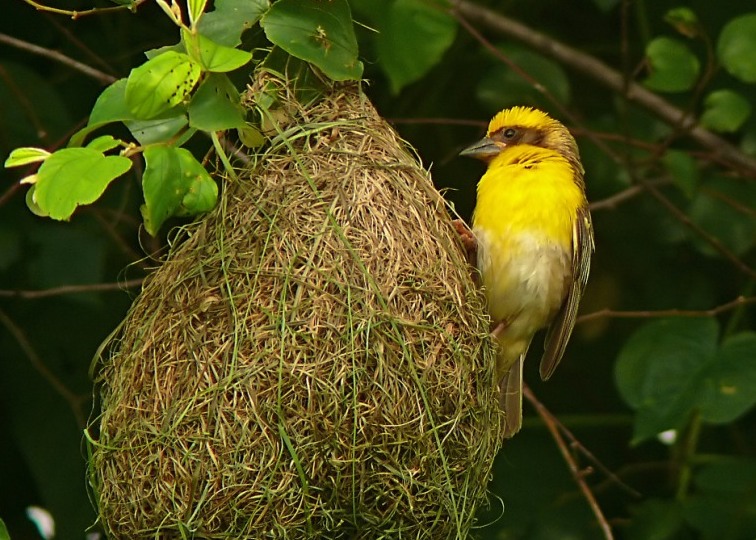 Baya-weaver-2.JPG