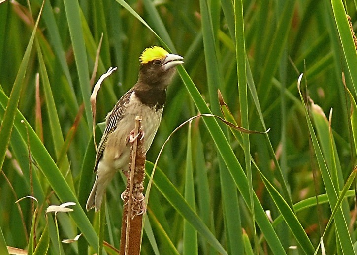 Black-breasted-weaver-2.JPG