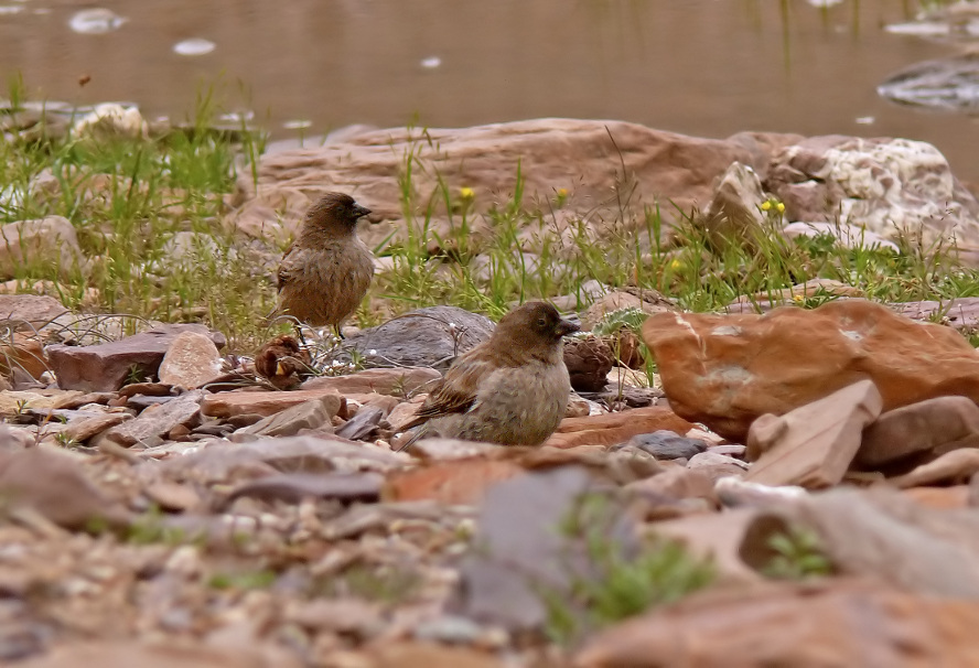 Brandts-mountain-finch.jpg