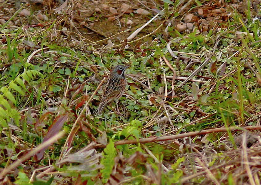 Chestnut-eared-bunting.jpg