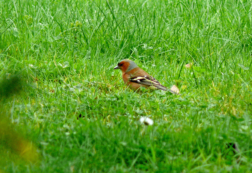 Common-chaffinch-2.jpg