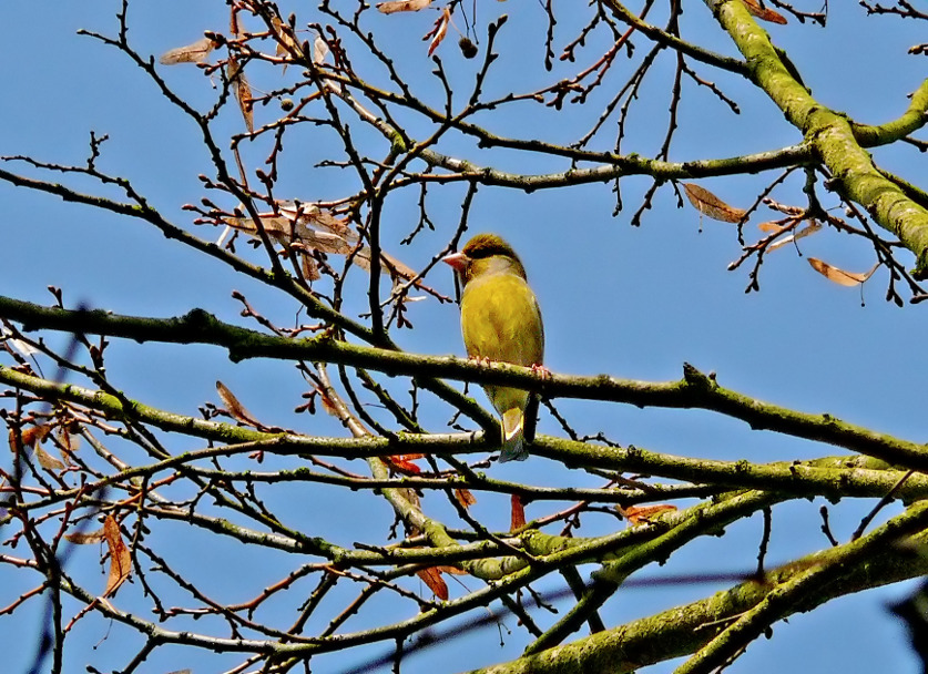 Common-greenfinch-2.jpg