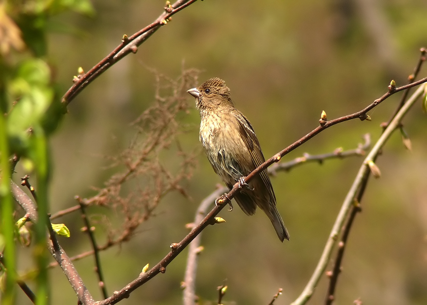 Common-rosefinch-2.jpg