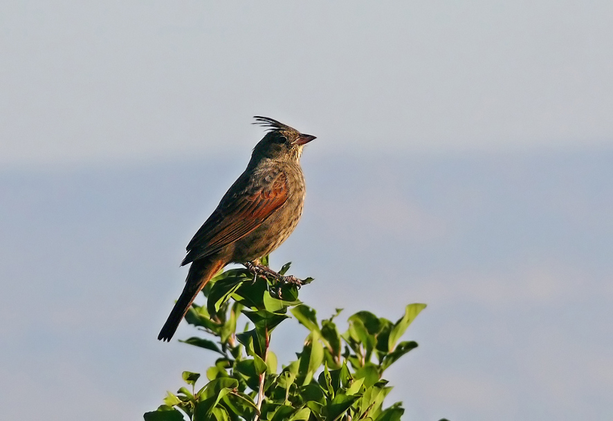 Crested-bunting-2.jpg