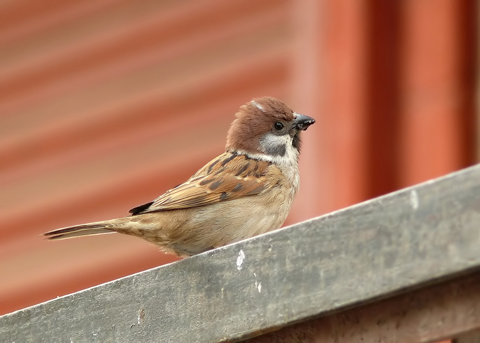 Eurasian-tree-sparrow.jpg