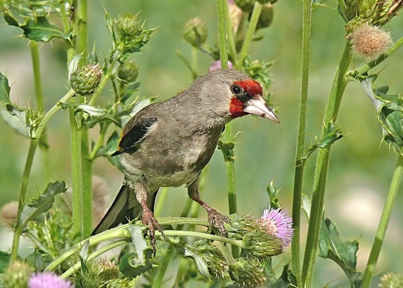 European-goldfinch-2.JPG