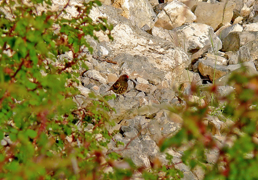 Fire-fronted-serin.jpg