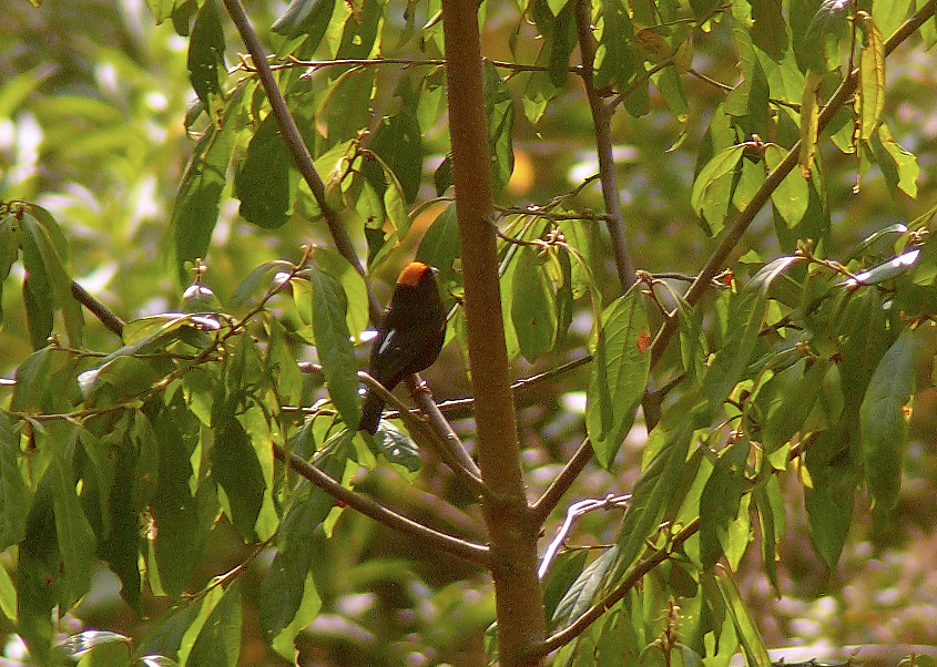 Gold-naped-finch.jpg