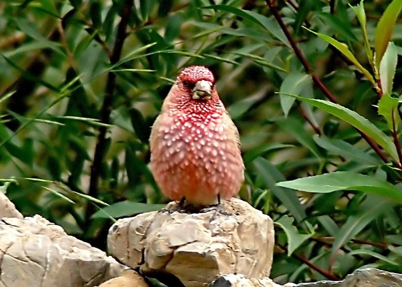 Great-rosefinch.JPG