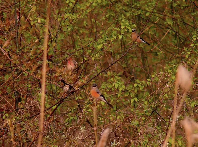 Grey-headad-bullfinch.jpg