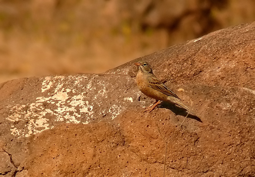 Grey-necked-bunting-2.jpg