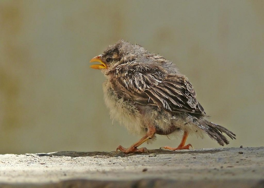 House-sparrow-2.JPG