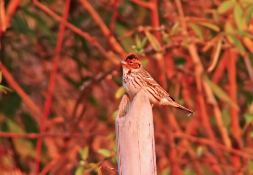 Little-bunting-2.jpg