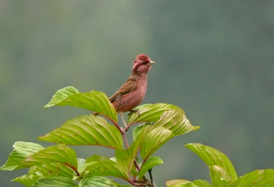 Pink-browed-rosefinch-1.jpg