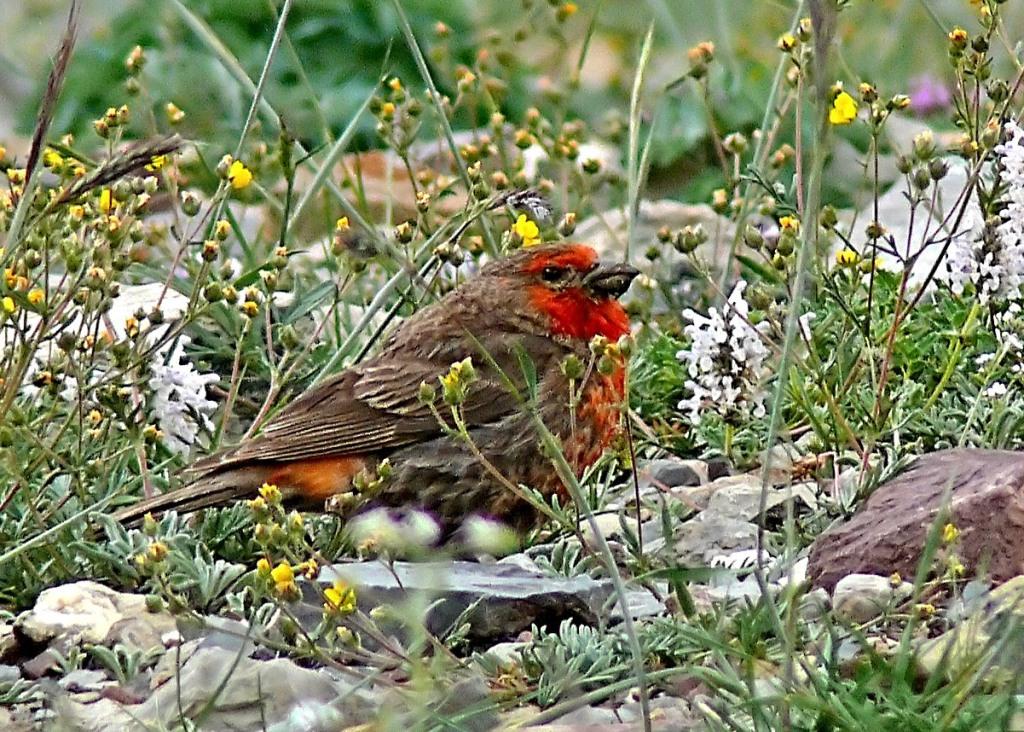 Red-fronted-rosefinch-2.JPG