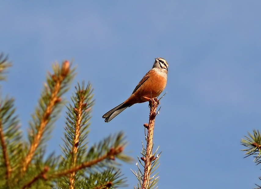 Rock-bunting-1.jpg