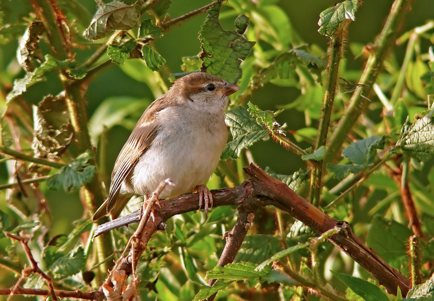 Russet-sparrow-1.jpg