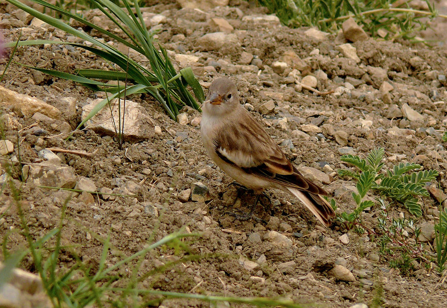 Tibetian-snowfinch.jpg